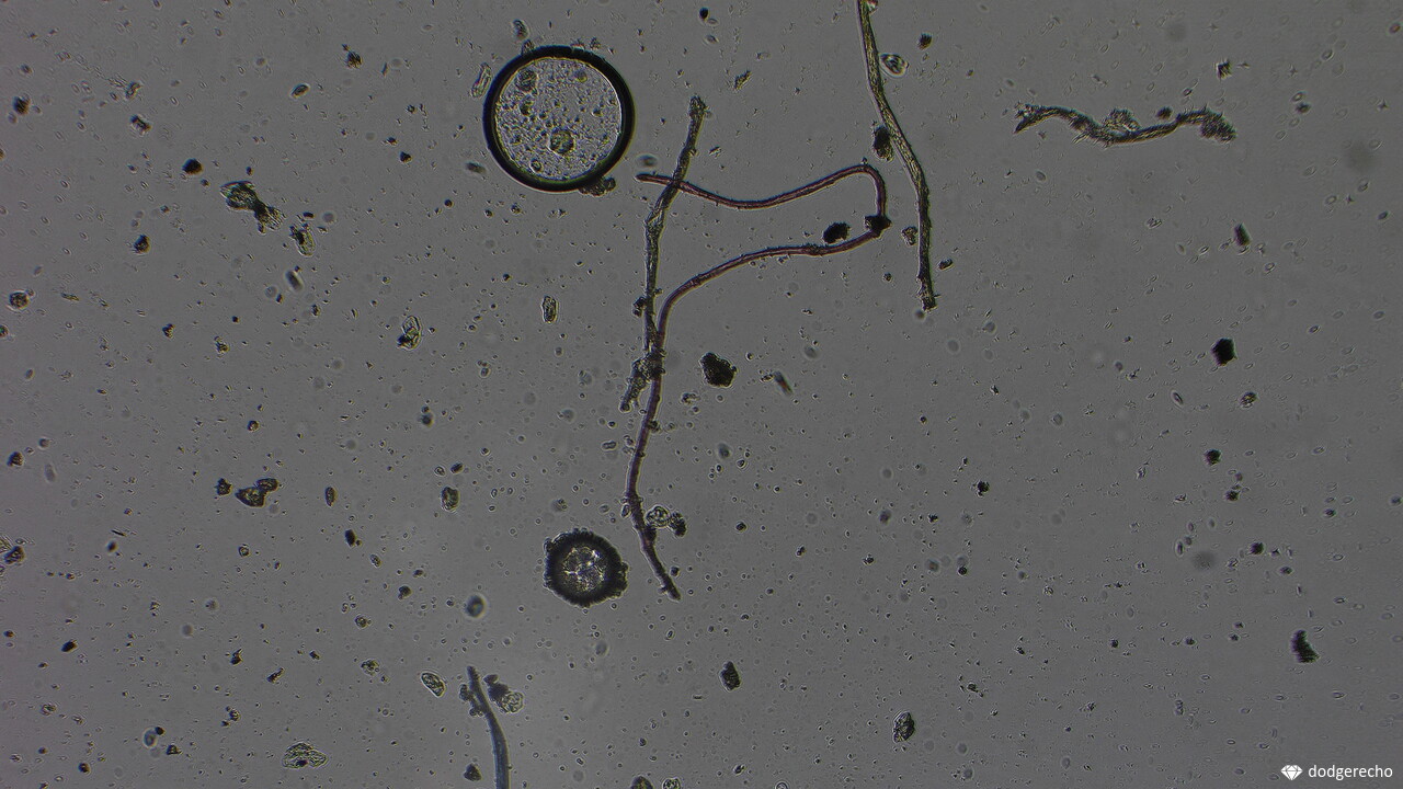 Пыль под микроскопом Eakins